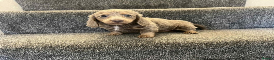 Miniature Dachshund Puppy 1