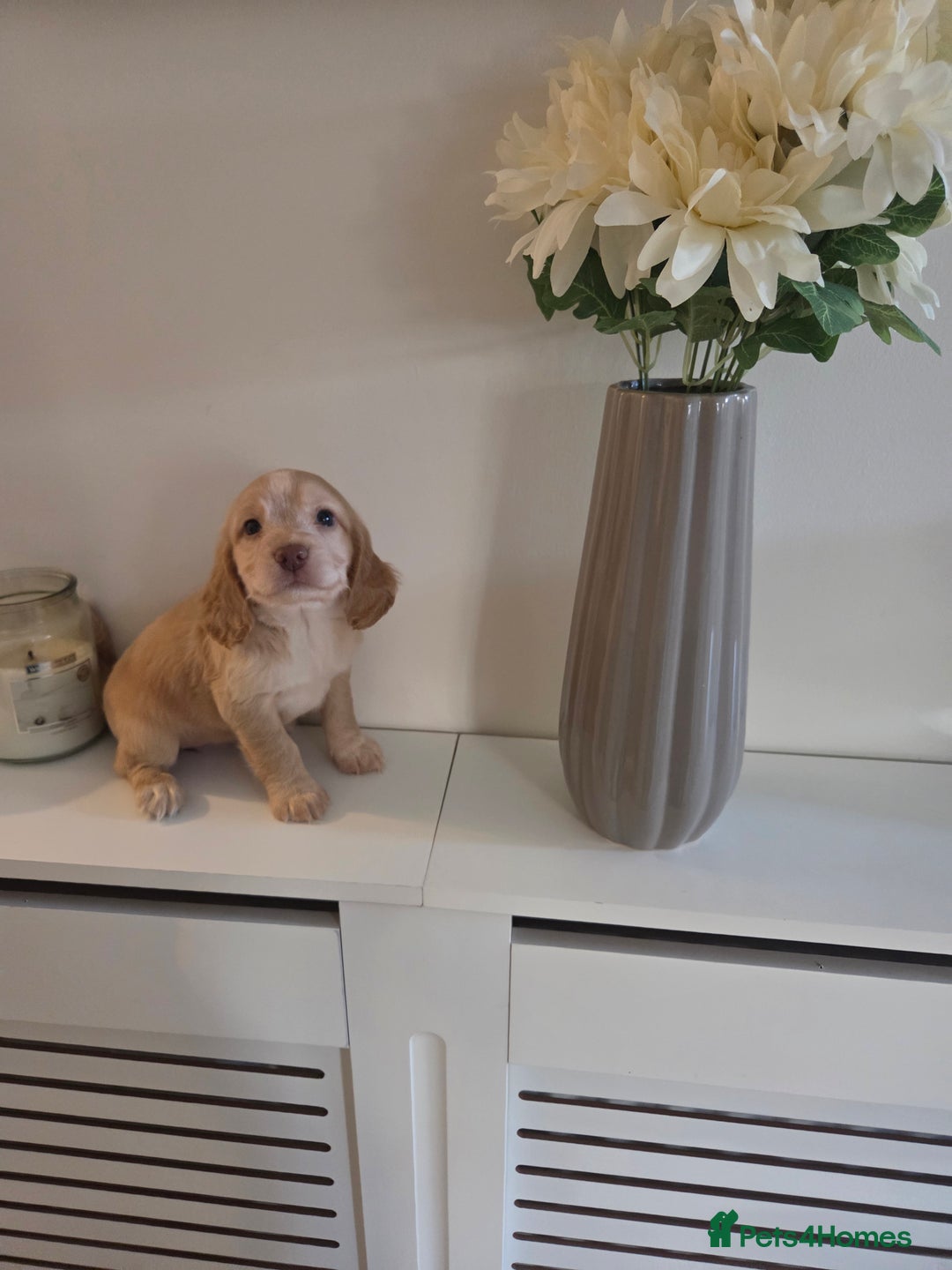 Cocker Spaniel dogs for sale: Stunning gold working cocker spaniel puppies!! - Image 11