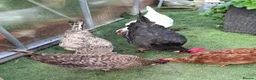 Hens poultry for sale: 5 Laying Hens Group of 5 Colorful Egg Layers in Bathgate - Advert 3