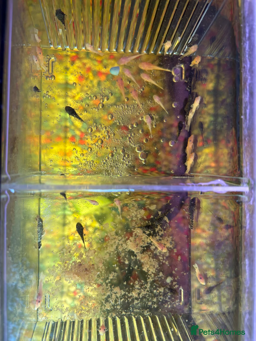 Plecos fish for sale: Pleco fish  - Advert 5