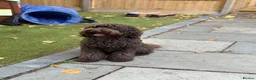 Labradoodle dogs for sale: Gorgeous Labradoodle Puppies - 3 left! - Advert 3