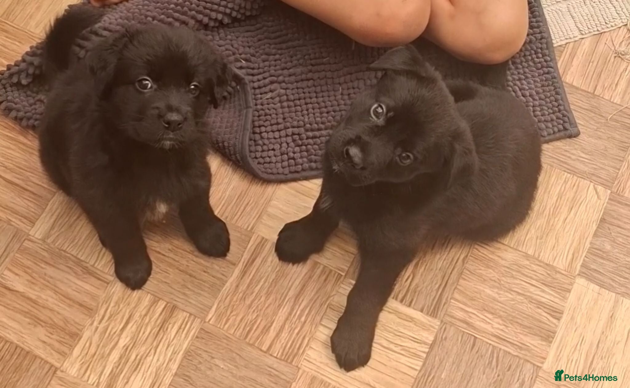 Sheprador dogs Sheprador puppies for sale. German Shepherd Labs.  - Advert 2