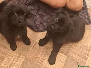 Sheprador dogs Sheprador puppies for sale. German Shepherd Labs. - Advert 2