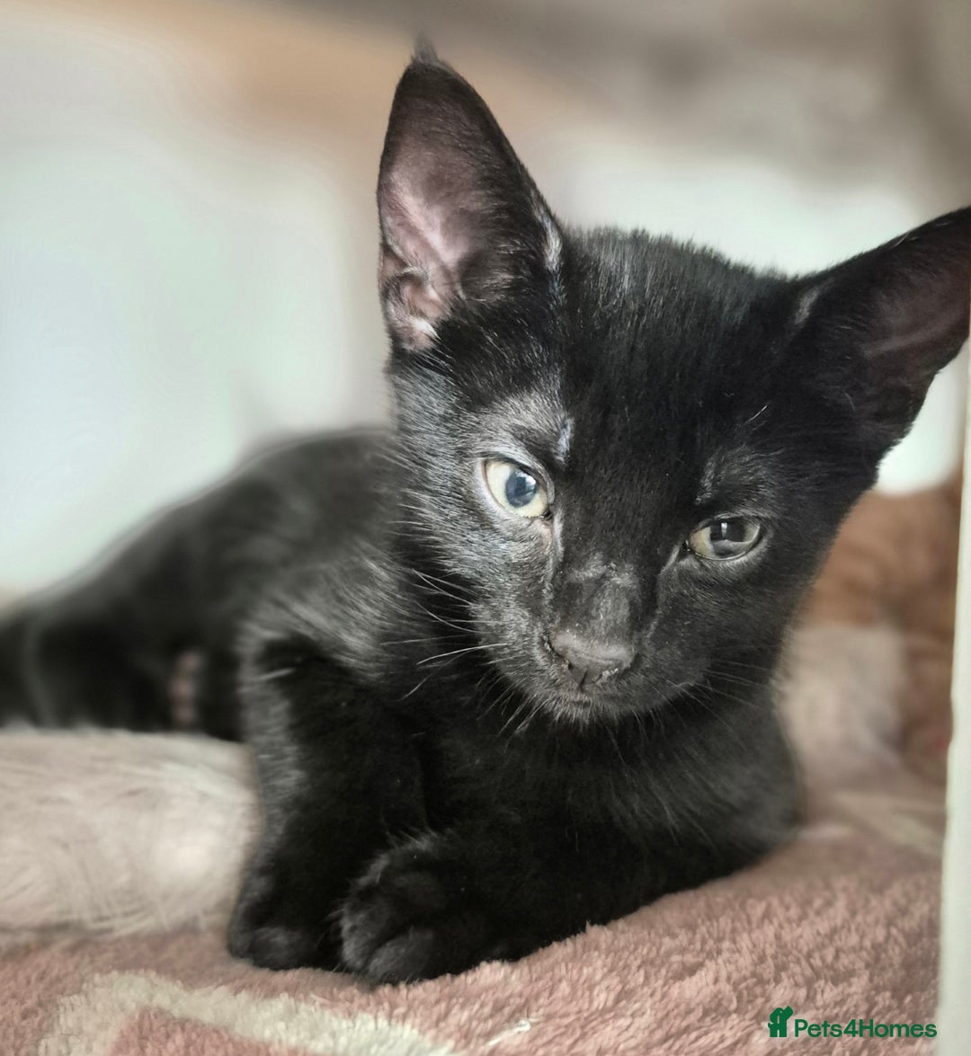 Mixed Breed cats for sale: ** ready to leave now 9 wks , 2 beautiful girls ** - Image 13