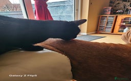 Mixed Breed cats for sale: Fluffy black and white. - Image 13