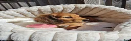 Dachshund dogs for sale: Pra clear,Last 3 beautiful LH Dachshund puppies💗 - Advert 31