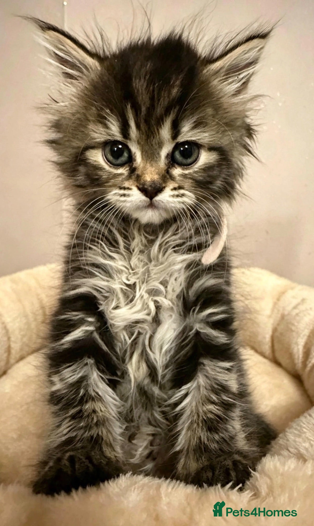 Maine Coon cats Just 2 girls now Maine coon cross Persian - Advert 1