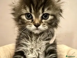 Maine Coon cats Just 2 girls now Maine coon cross Persian - Advert 1
