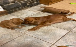 Cavalier King Charles Spaniel dogs for sale: KC ruby pups from health tested parents - Image 10