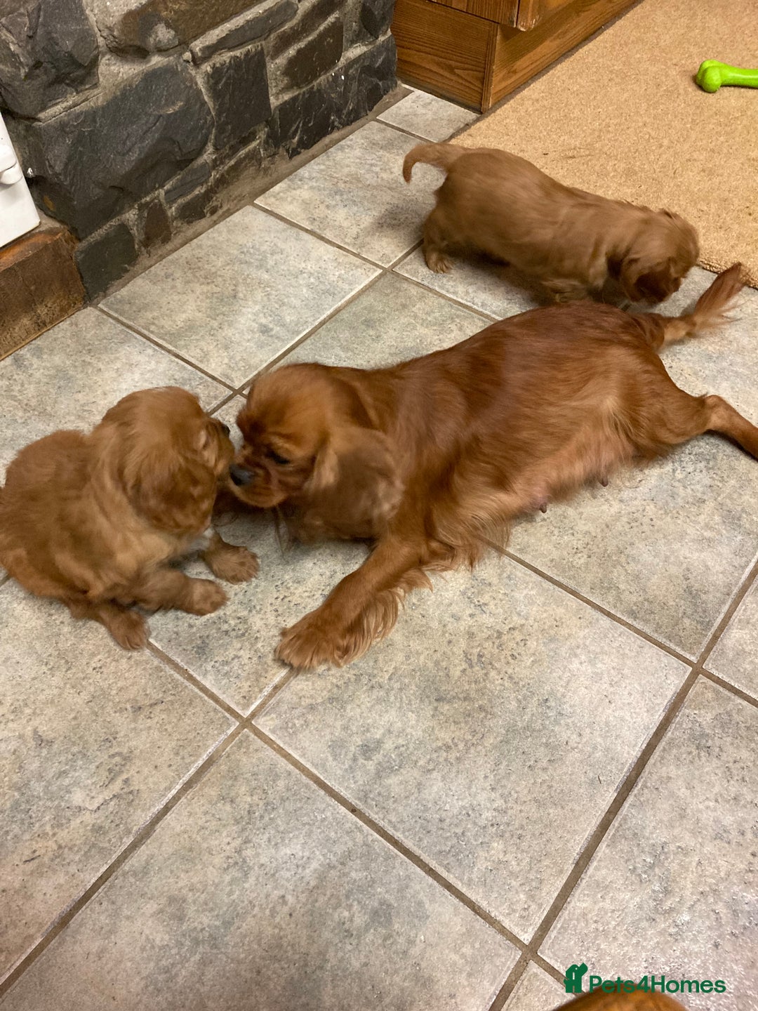 Cavalier King Charles Spaniel dogs for sale: KC ruby pups from health tested parents - Image 10