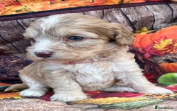 Cockapoo dogs for sale: Cockapoo puppies Rainbow litter  - Advert 14