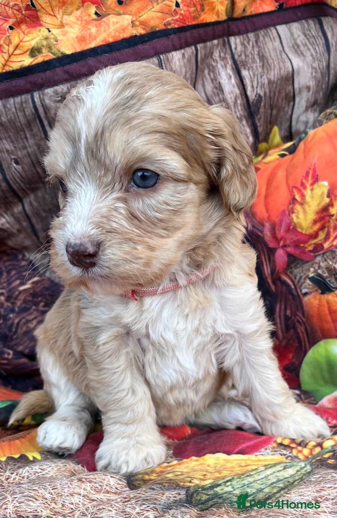 Cockapoo dogs for sale: Cockapoo puppies Rainbow litter  - Advert 14