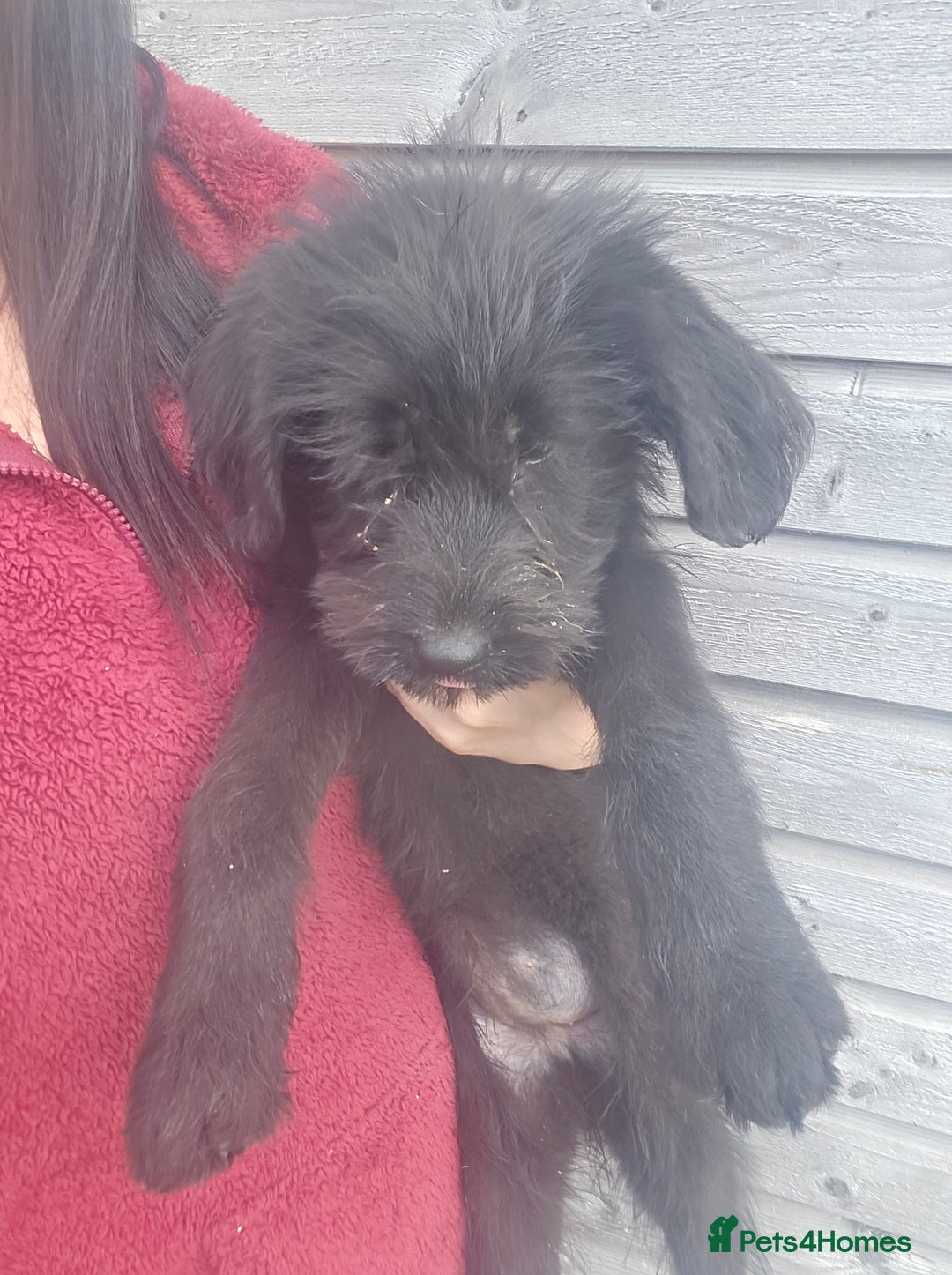 Mixed Breed dogs for sale: Giant Schnauzers x Caucasian shepherd  in Crook - Image 23