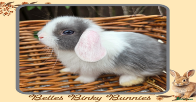 Mini Lop rabbits - Advert 13