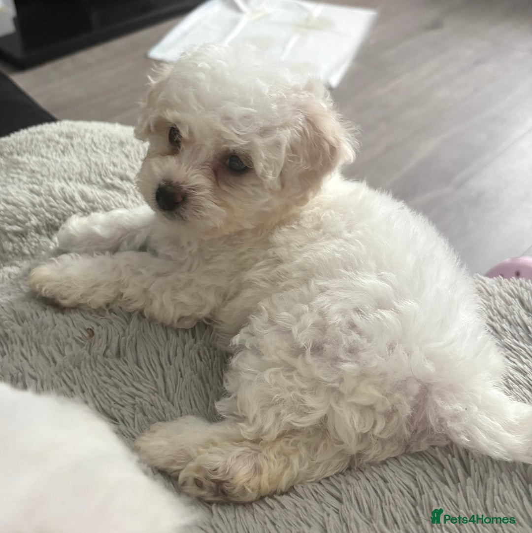 Bichon Frise dogs for sale: Pure Bred Bichon Frise Pups *REDUCED*  2 boys left - Image 7