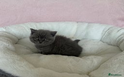 British Shorthair cats for sale: British shorthair kitten  - Image 19