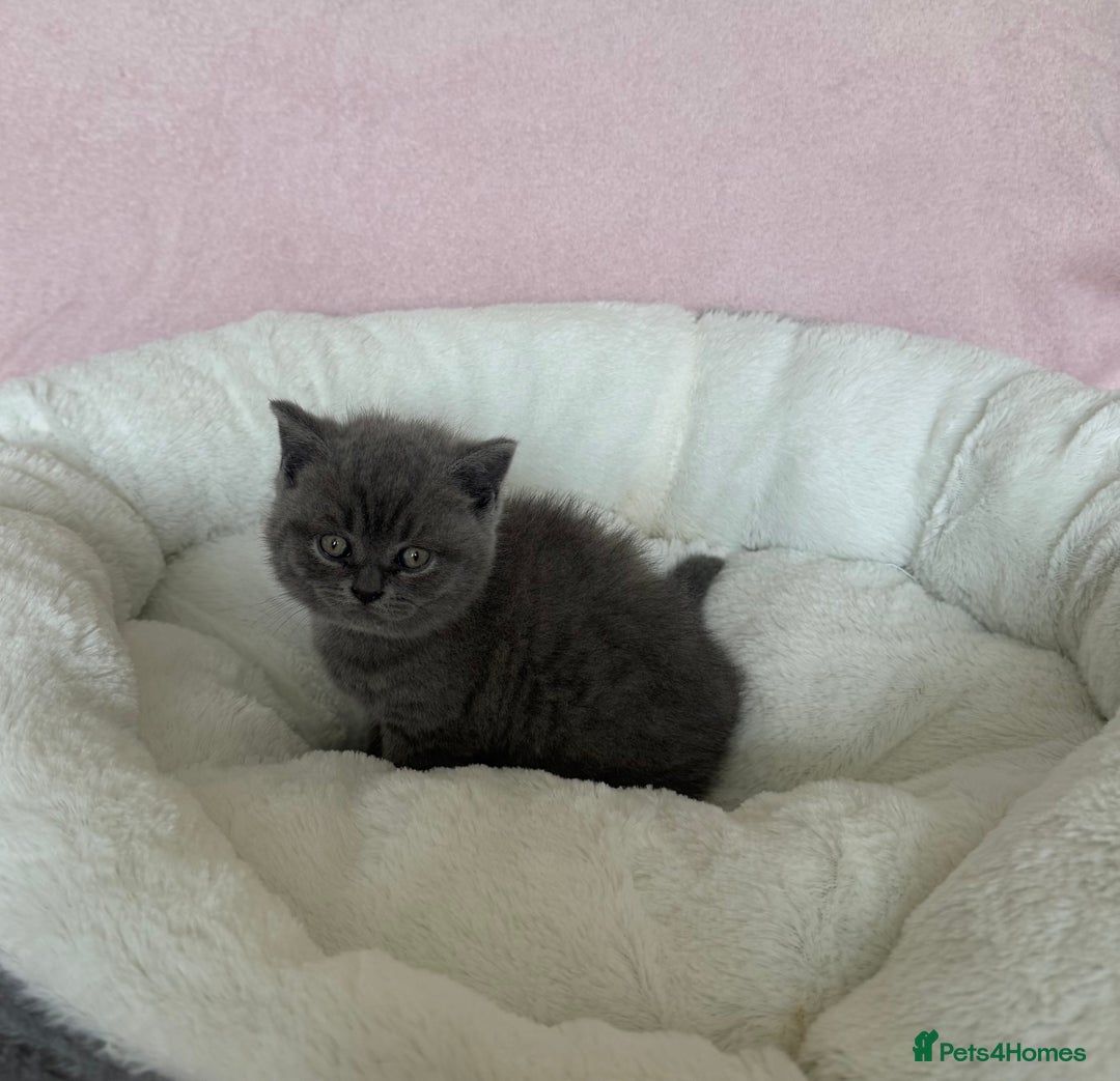 British Shorthair cats for sale: British shorthair kitten  - Image 19
