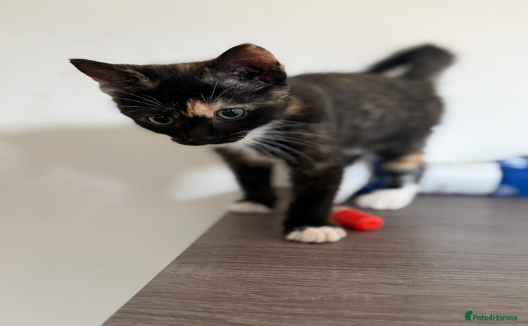 Mixed Breed cats - Advert 3