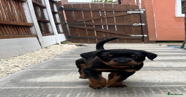 Rottweiler dogs - Advert 12