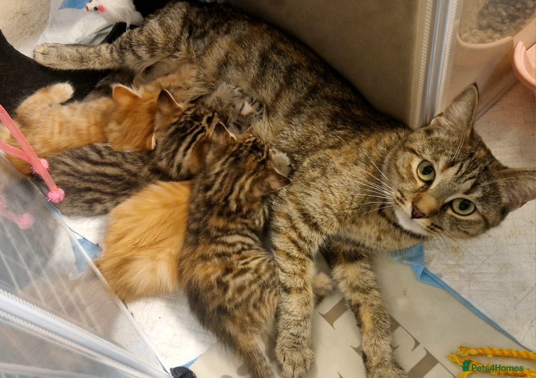 Domestic Shorthair cats for sale: 6 Adorable DSH kittens! Ginger & tabby babies ❤️  - Image 14