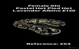 Python Snake reptiles for sale: Various 2025 & 2024 Pied Ball Pythons Royal Snake - Image 4