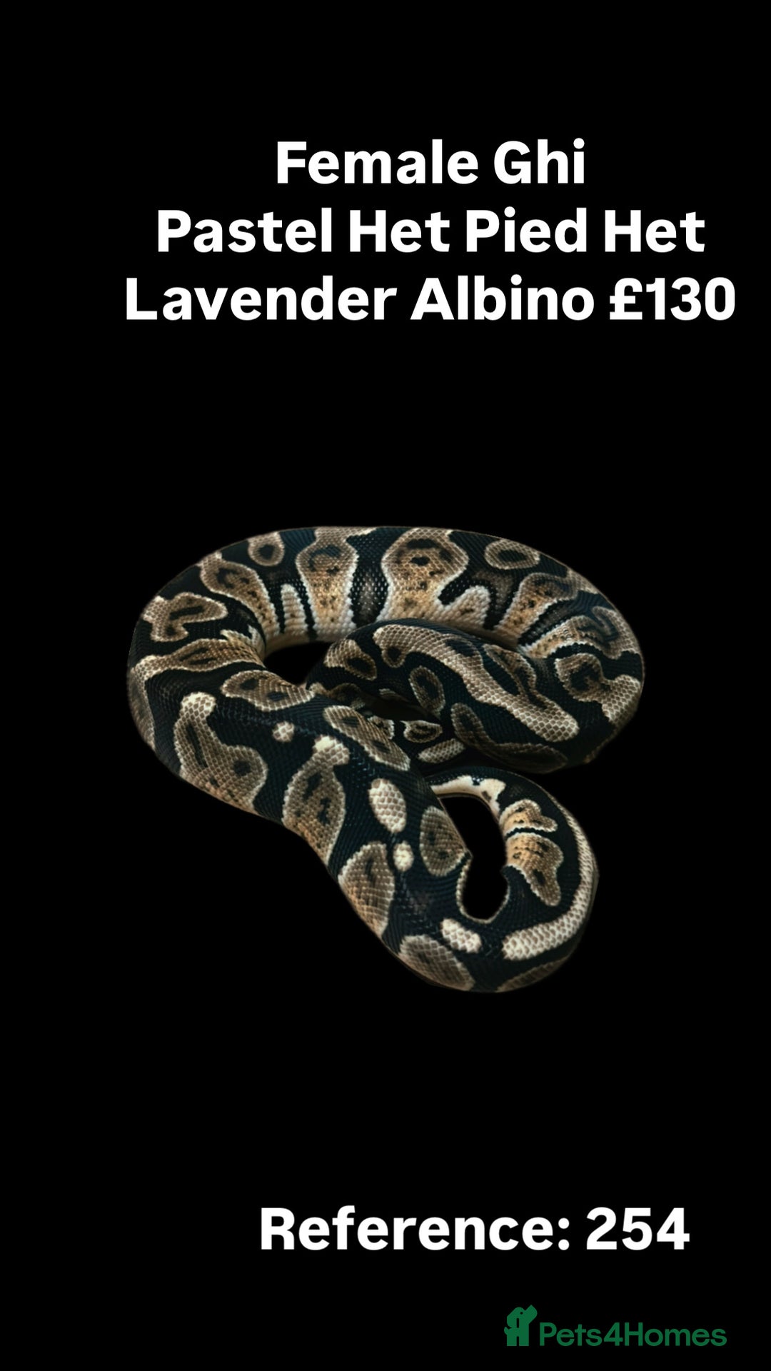 Python Snake reptiles for sale: Various 2025 & 2024 Pied Ball Pythons Royal Snake - Advert 4