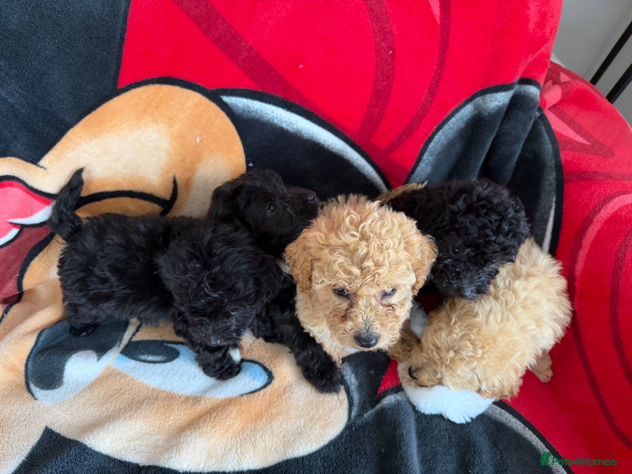 Poochon dogs Bichon x poodle  - Advert 1