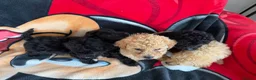 Poochon dogs for sale: Bichon x poodle  - Advert 2