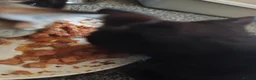 Mixed Breed cats for sale: 7 kittens for sale  - Advert 3