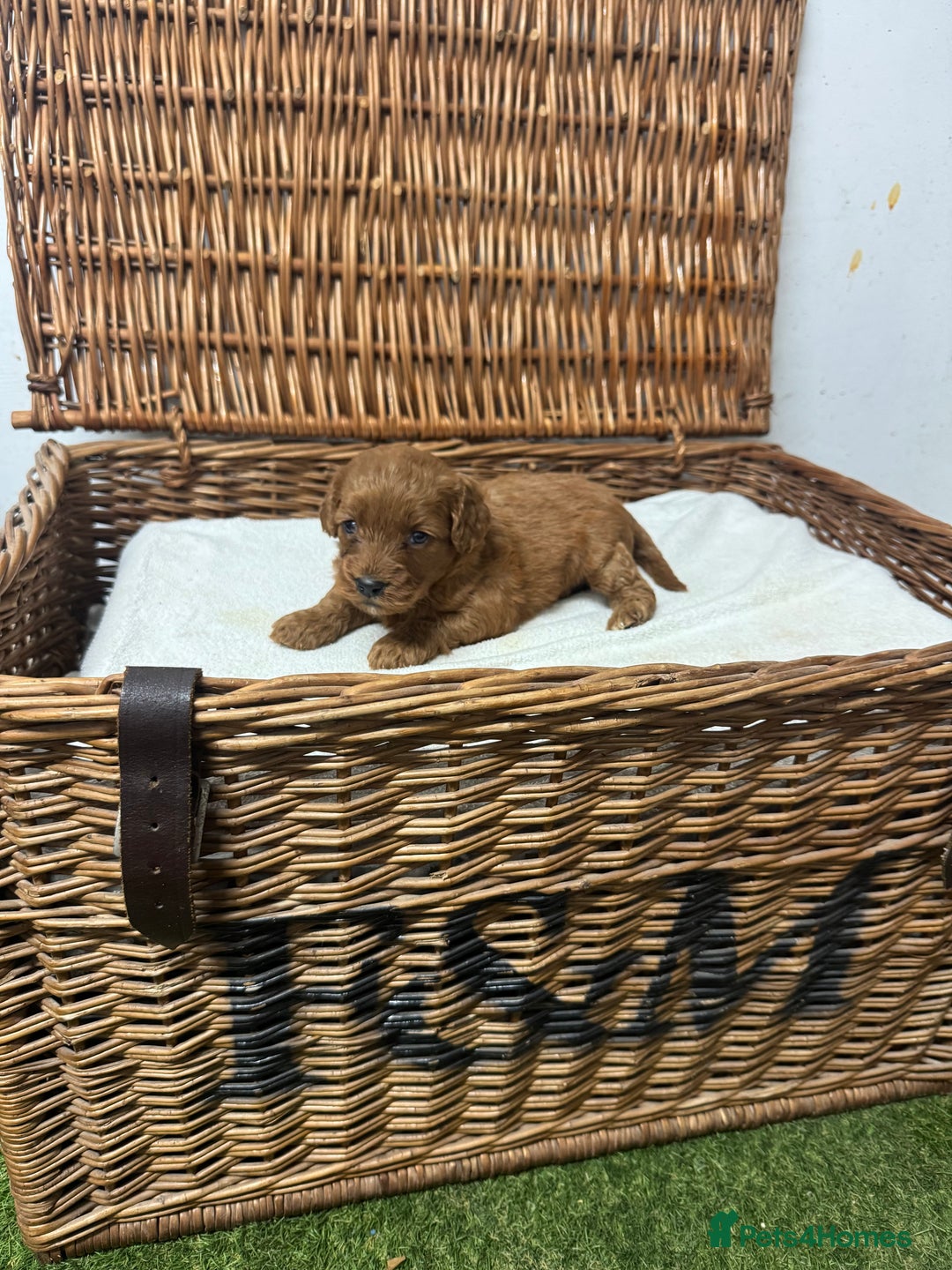 Cockapoo dogs for sale:  DNA health tested fully vaccinated ready to go - Advert 3