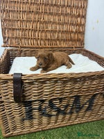 Cockapoo dogs - Advert 2