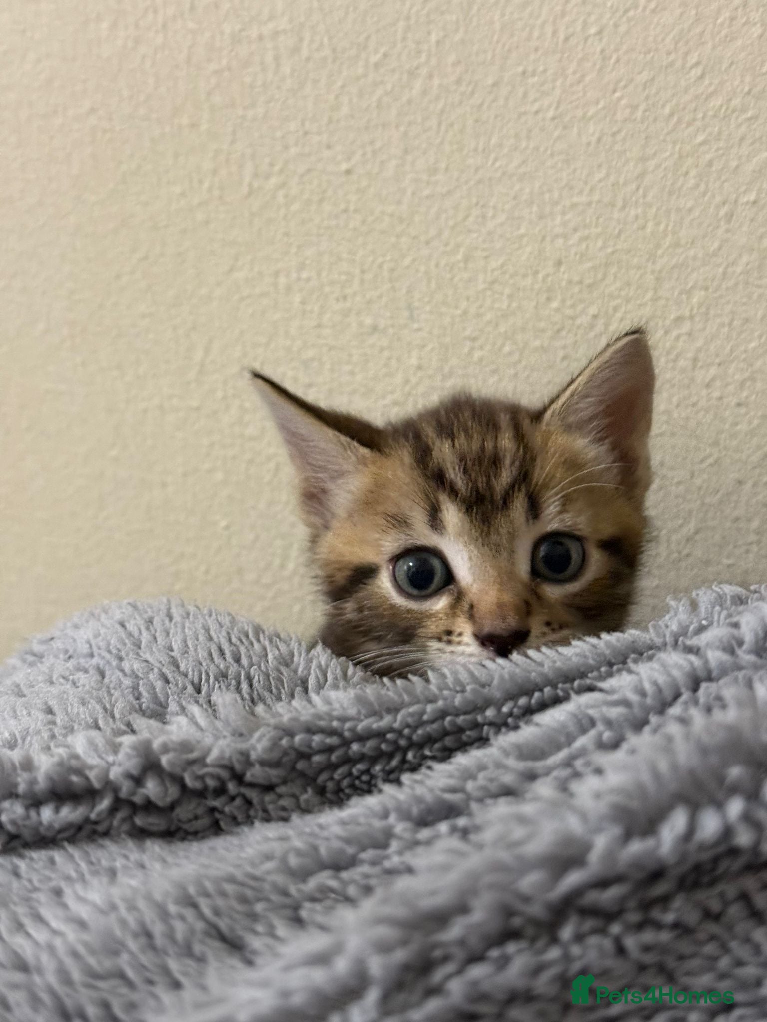 Mixed Breed cats Kittens for sale - Advert 3