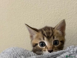 Mixed Breed cats Kittens for sale - Advert 1