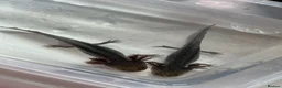 Axolotl reptiles for sale: Axolotl Jeuveniles  - Advert 5