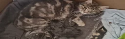Mixed Breed cats for sale: Barn kittens in Diss - Advert 8