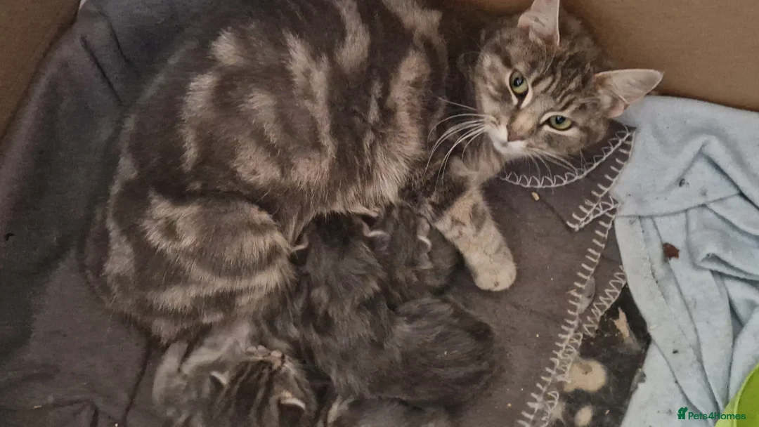 Mixed Breed cats for sale: Barn kittens in Diss - Advert 8