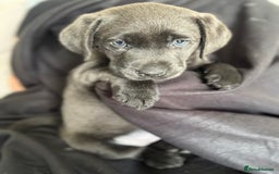 Labrador Retriever dogs for sale: Last of litter K.C Charcoal Labrador girl 9 Weeks - Image 16