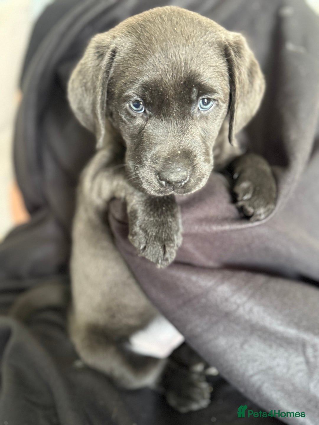 Labrador Retriever dogs for sale: Last of litter K.C Charcoal Labrador girl 9 Weeks - Image 16