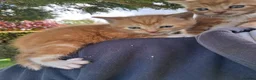 Mixed Breed cats for sale: Beautiful ginger kittens 5* homes only - Advert 4