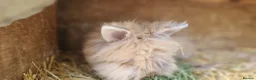 Lionhead rabbits for sale: Purebred double-maned friendly young lionhead boy - Advert 8