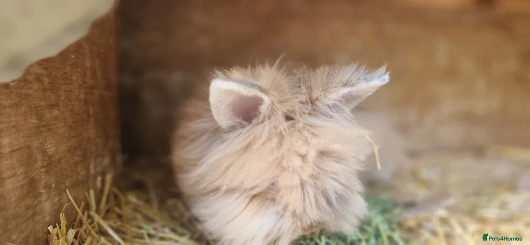 Lionhead rabbits for sale: Purebred double-maned friendly young lionhead boy - Advert 8