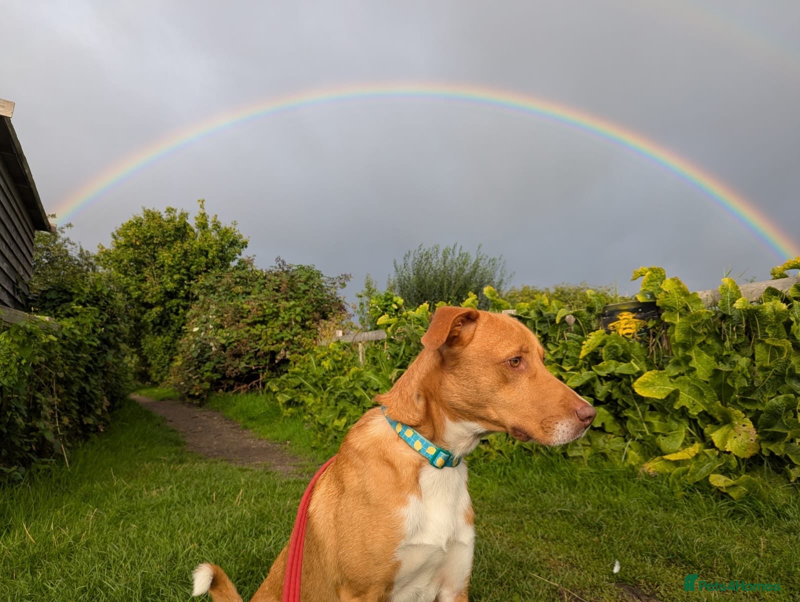 Mixed Breed dogs 🐾 DYLAN — GORGEOUS 2-YEAR - trained and easy goin - Advert 1