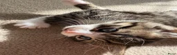 Mixed Breed cats for sale: Beautiful, friendly tabby kittens  - Advert 8