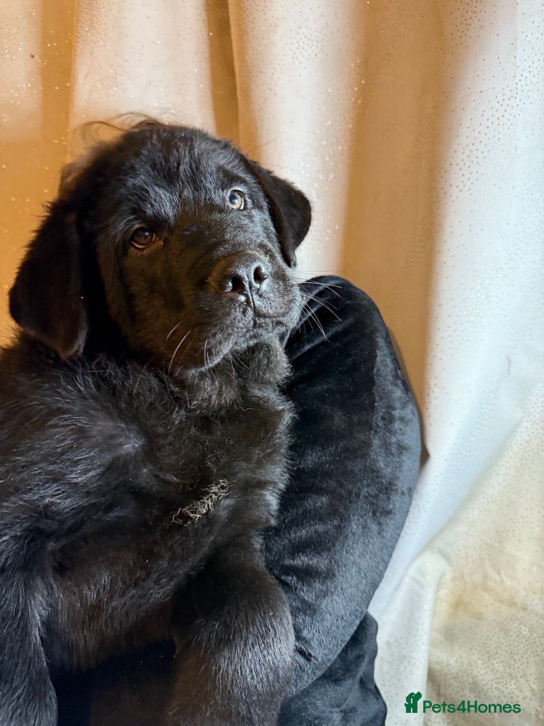 Mixed Breed dogs for sale: Beautiful chow x Newfoundland puppies - Advert 24