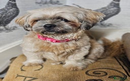 Shih Tzu dogs for sale: Beautiful daisy  ❤️  - Image 2