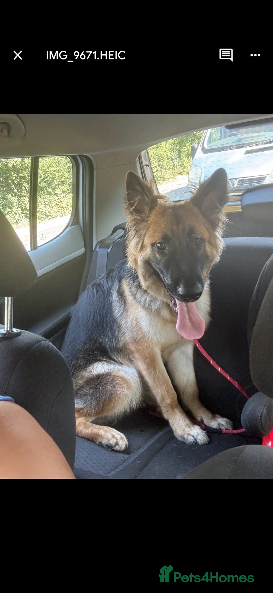 German Shepherd dogs for sale: 7 month old gsd for sale  - Advert 2