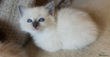 Ragdoll cats - Advert 1