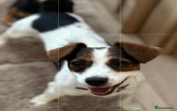 Jack Russell dogs for sale: Traditional Miniature Jack Russell Puppies! - Advert 28