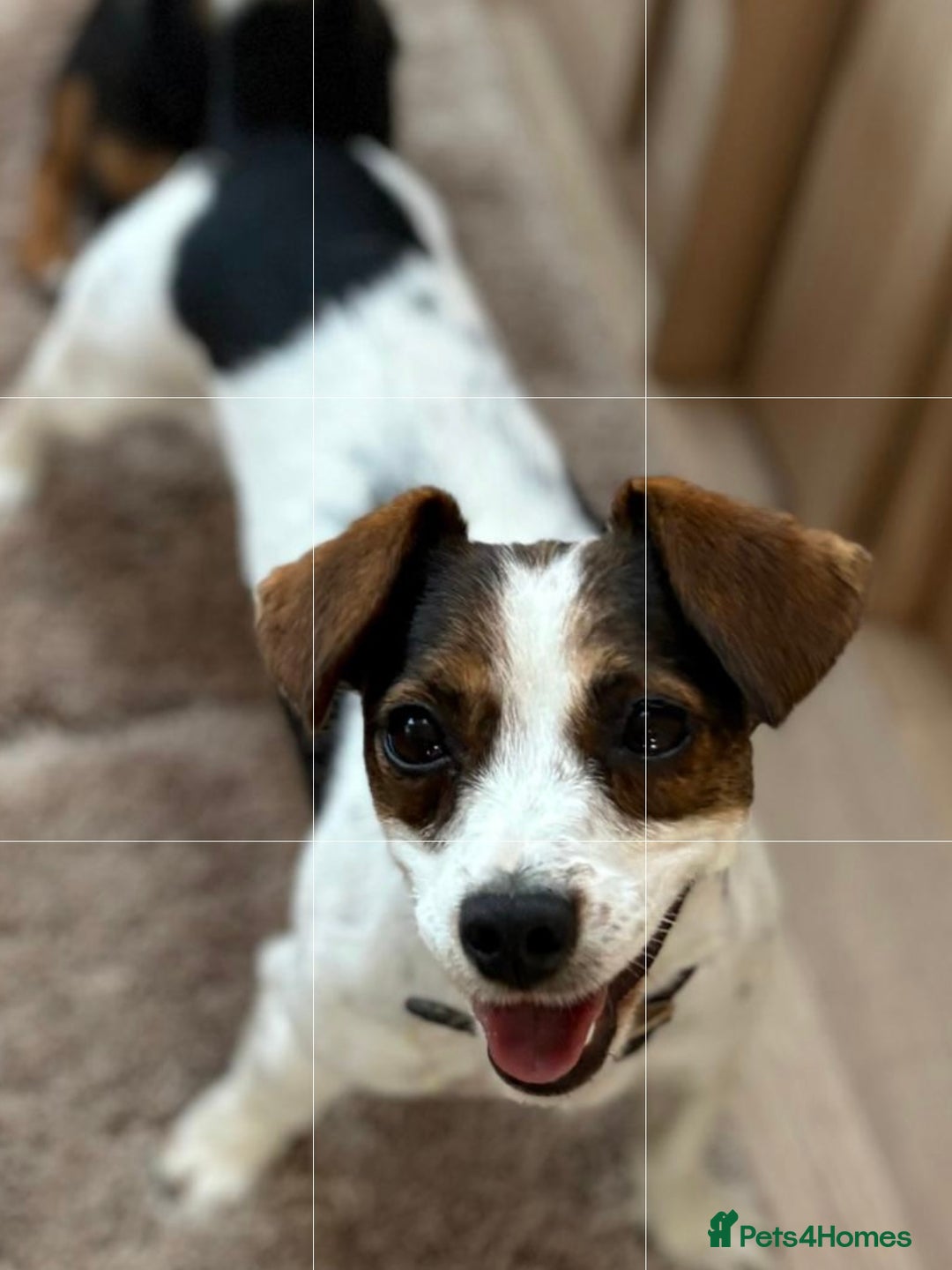 Jack Russell dogs for sale: Traditional Miniature Jack Russell Puppies! - Advert 28