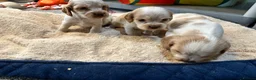 Cocker Spaniel dogs for sale: Beautiful orange roan show type cocker spaniels - Advert 6